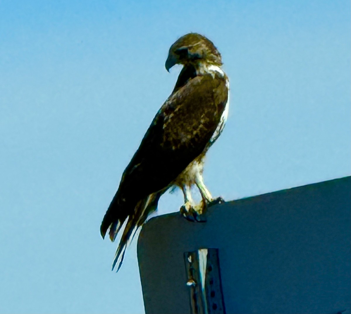 Red-tailed Hawk - ML644105554
