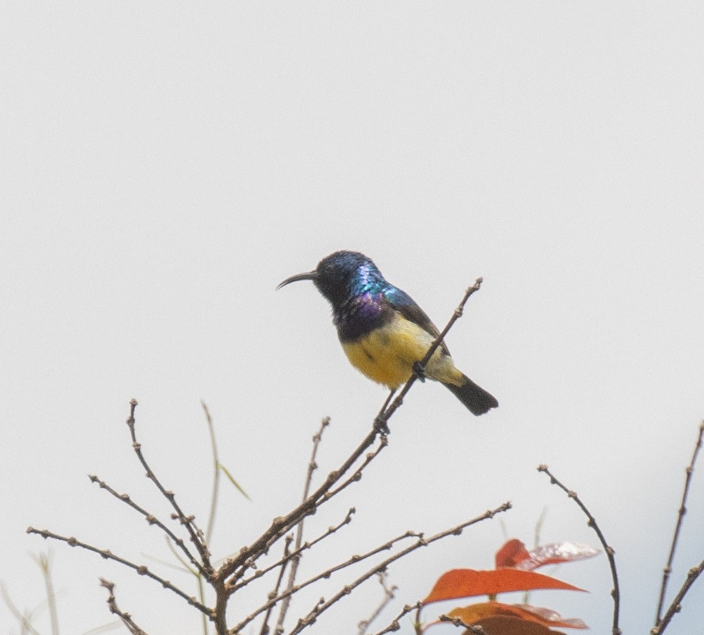 Variable Sunbird - ML644105555