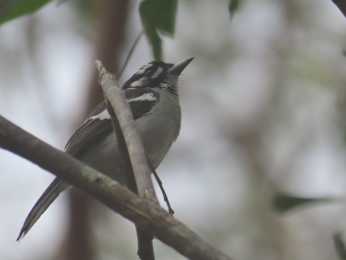 White-eared Monarch - ML644105556