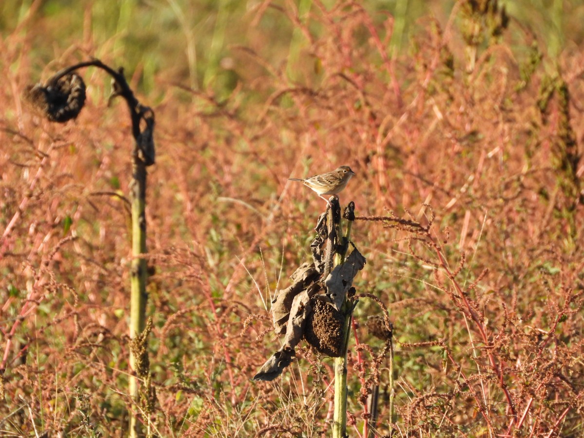 Grasshopper Sparrow - ML644105557