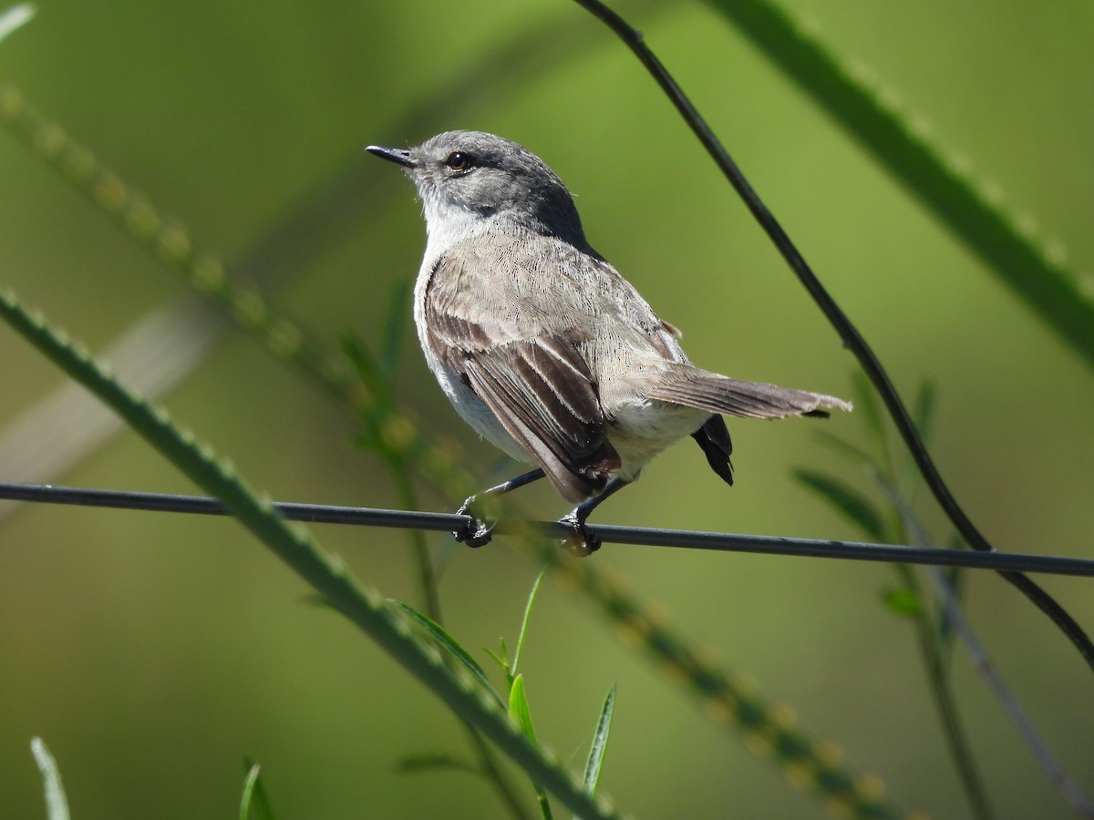 Sooty Tyrannulet - ML644105558
