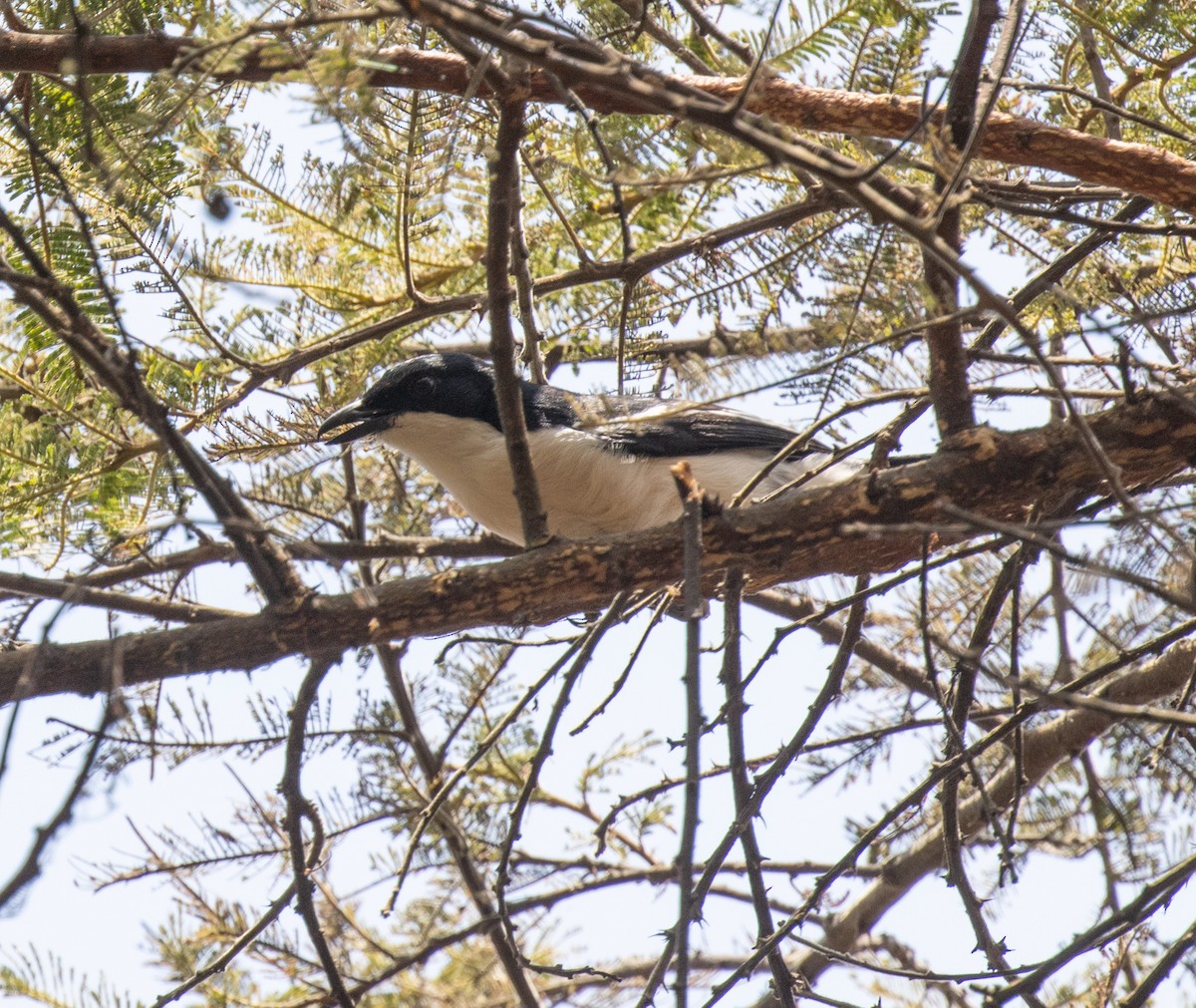 Tropical Boubou - ML644105571