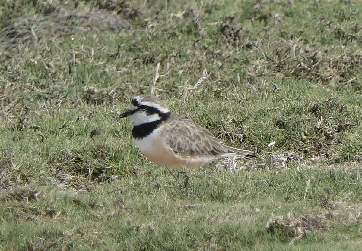 Madagascar Plover - ML644105572