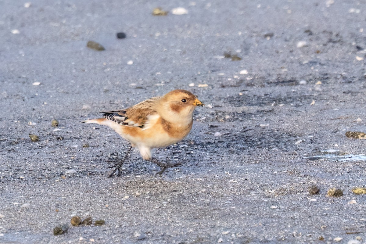 Snow Bunting - ML644105582