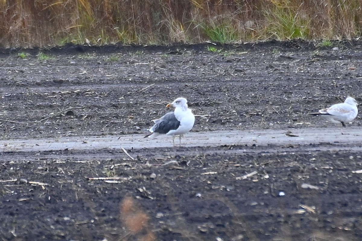 Lesser Black-backed Gull - ML644105611