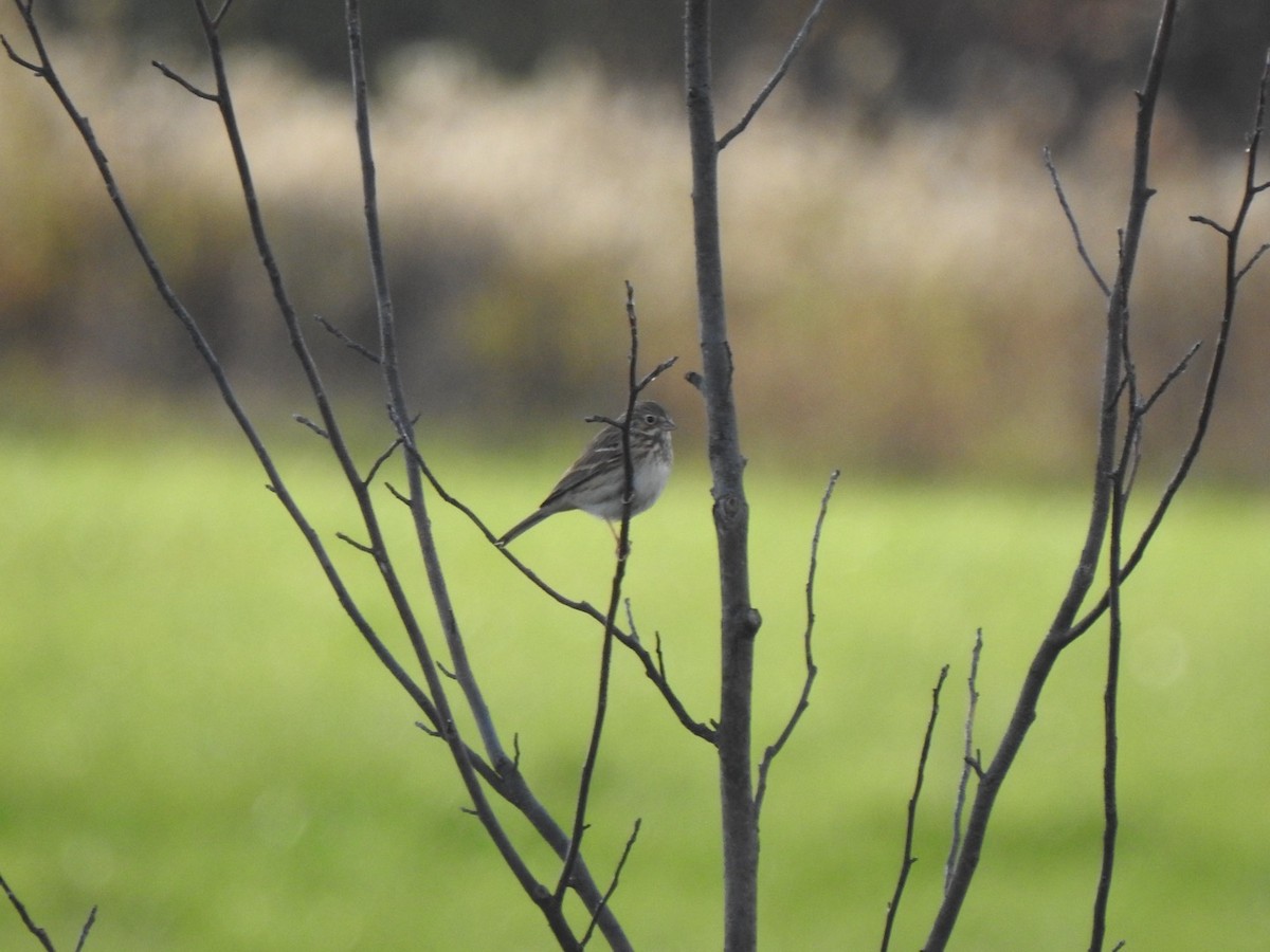 Vesper Sparrow - ML644105651