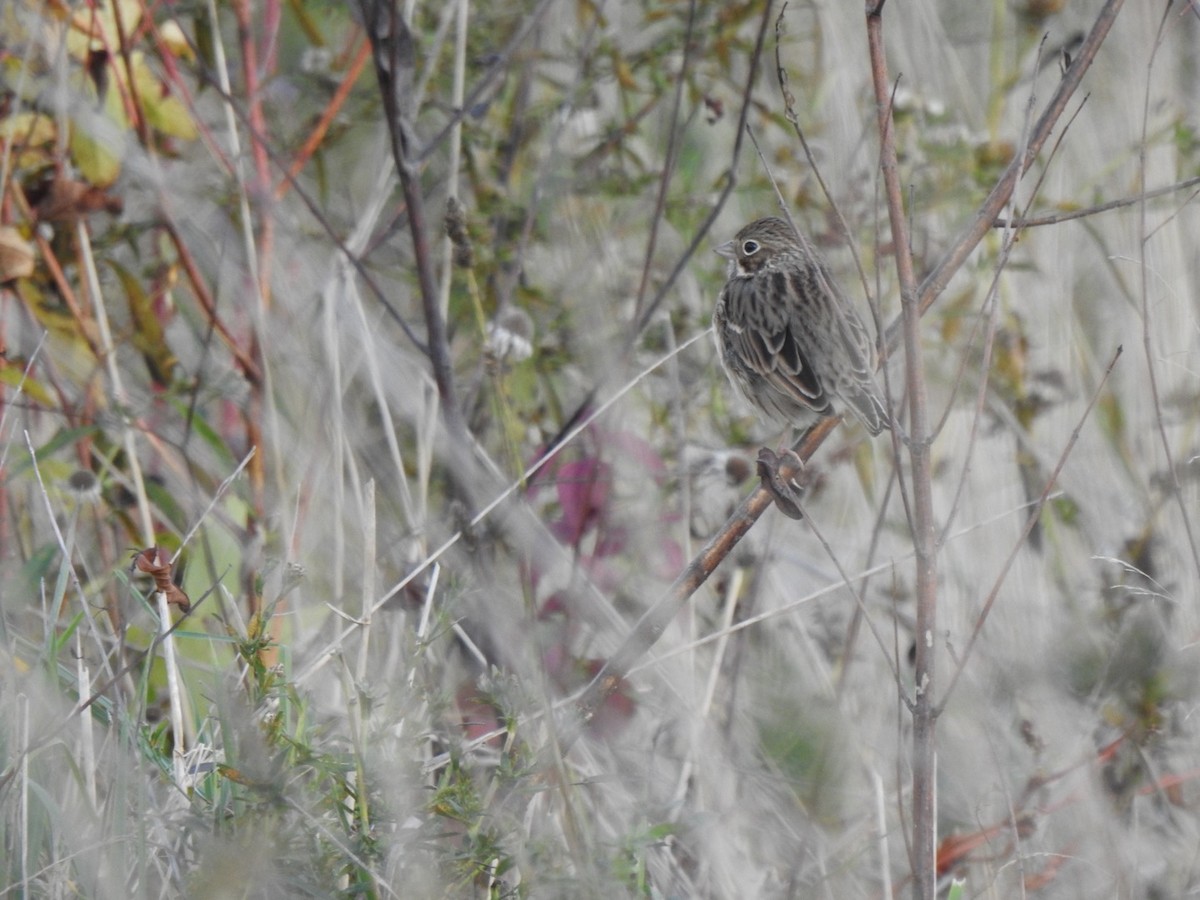 Vesper Sparrow - ML644105652