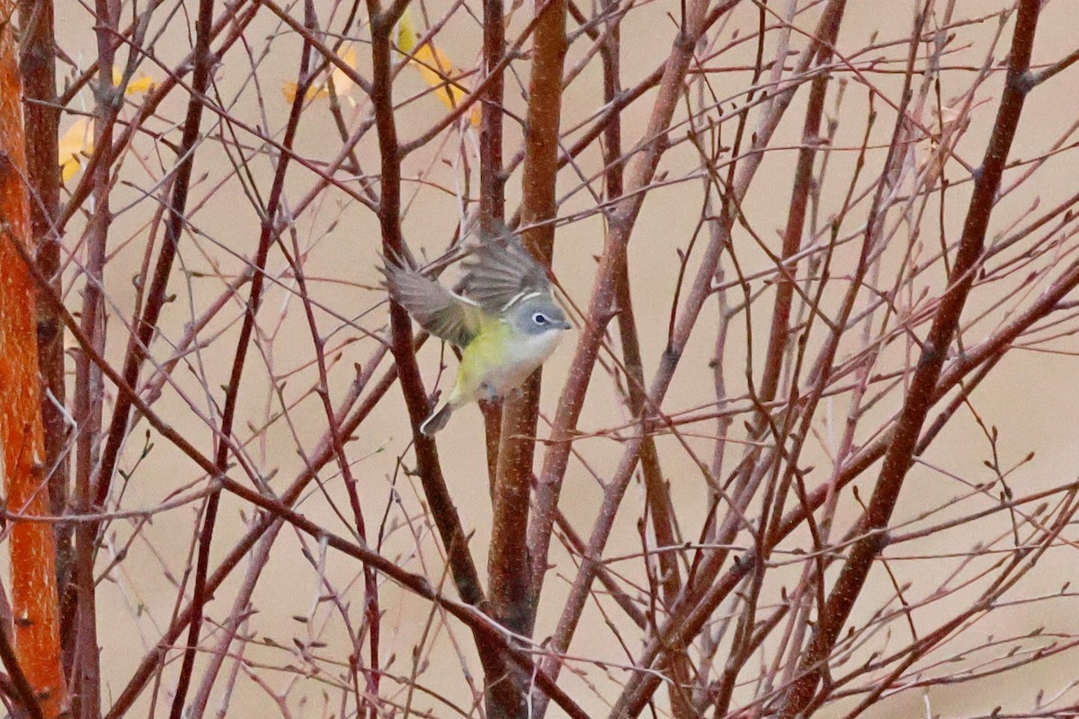 Vireo Solitario - ML644105656