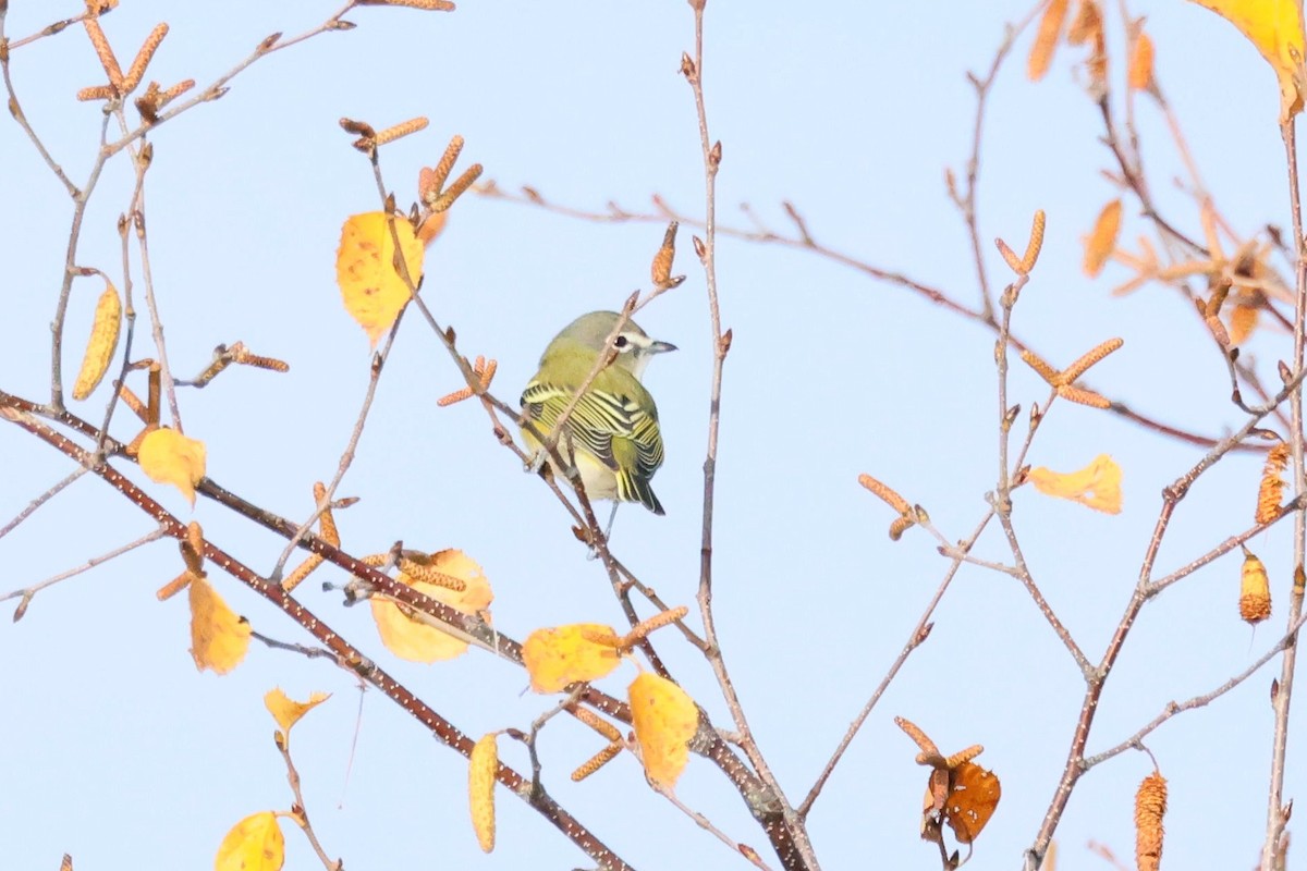 Vireo Solitario - ML644105660