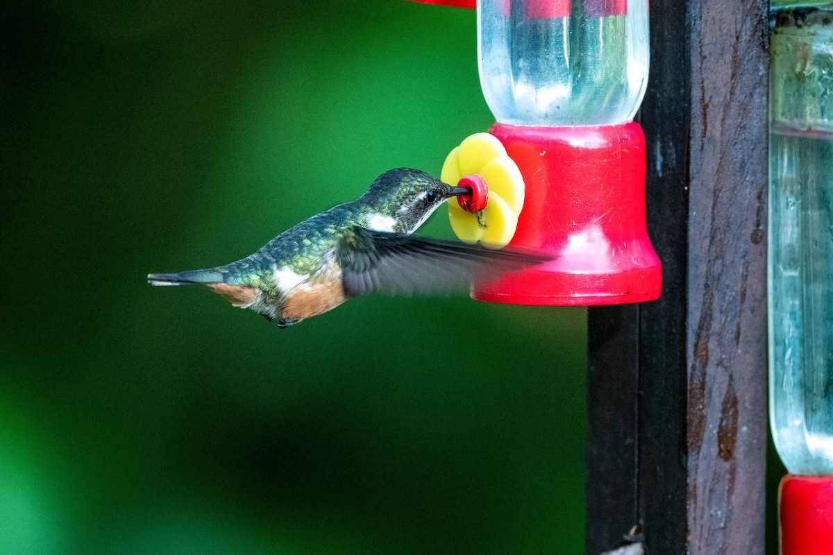 Magenta-throated Woodstar - ML644105661