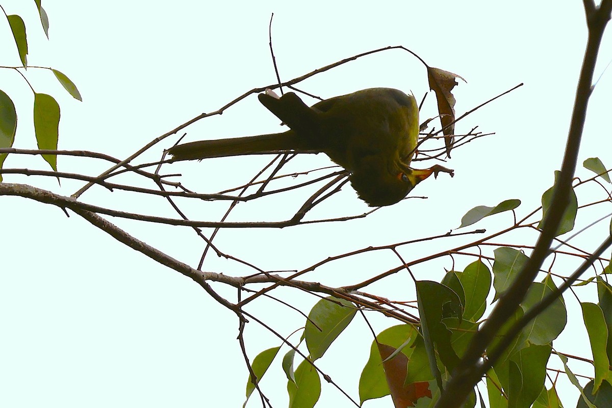 Bell Miner - ML644105668