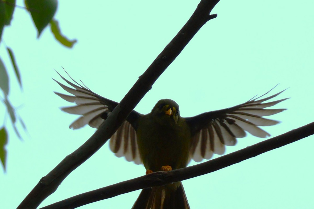 Bell Miner - ML644105669