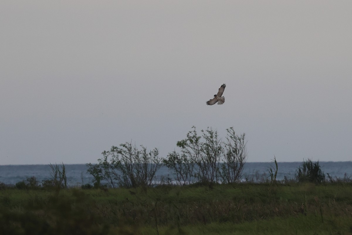 Eastern Marsh Harrier - ML644105670