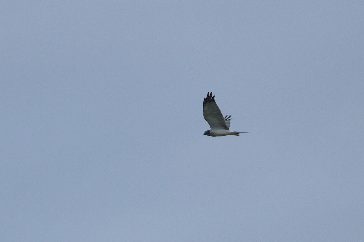 Eastern Marsh Harrier - ML644105671