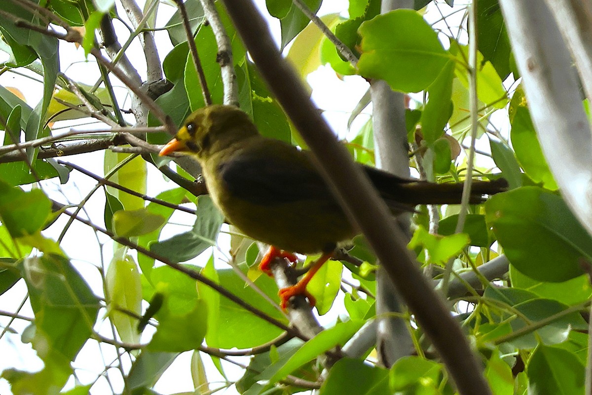 Bell Miner - ML644105672