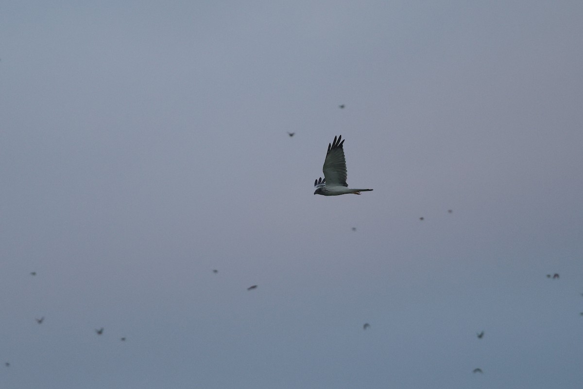 Eastern Marsh Harrier - ML644105673
