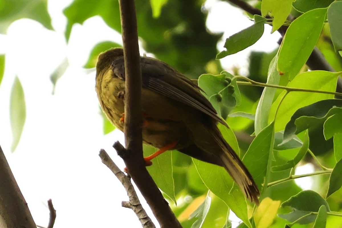 Bell Miner - ML644105675