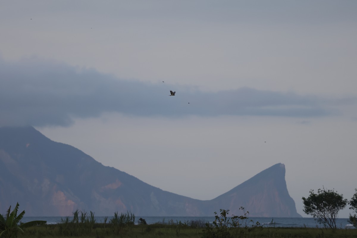 Eastern Marsh Harrier - ML644105676