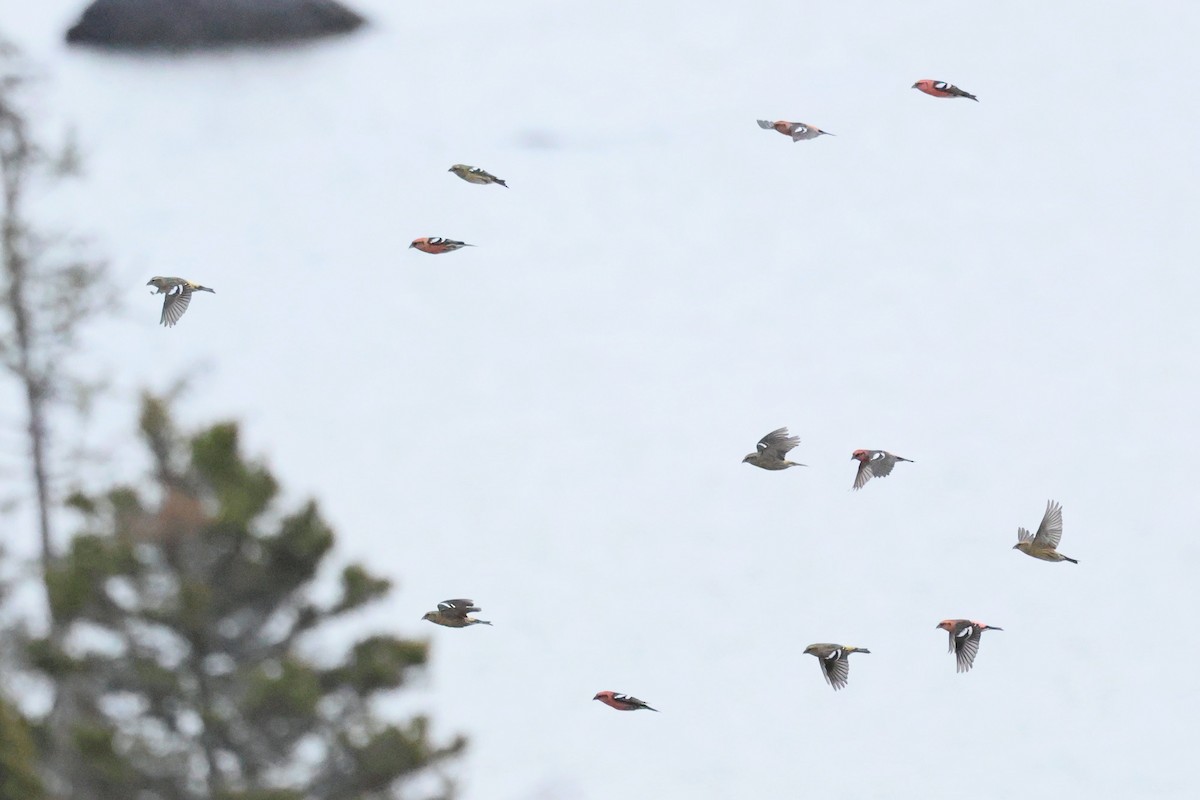 White-winged Crossbill - ML644105680