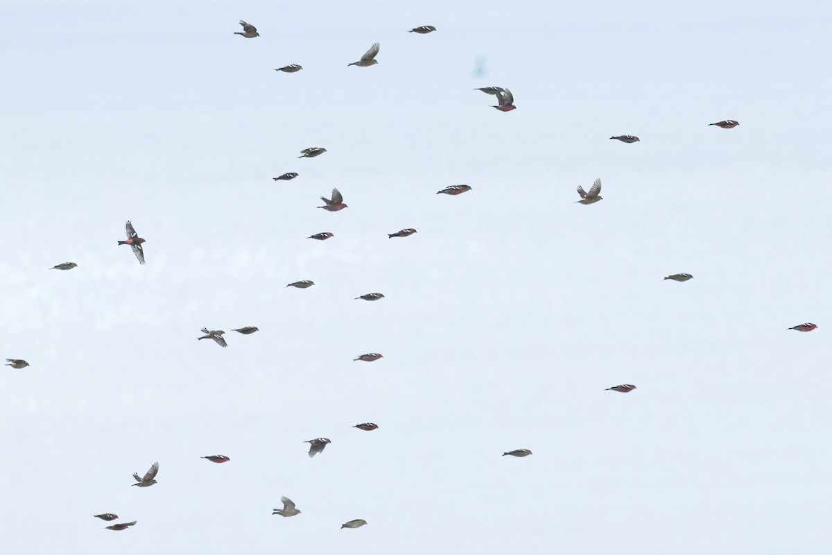 White-winged Crossbill - ML644105681