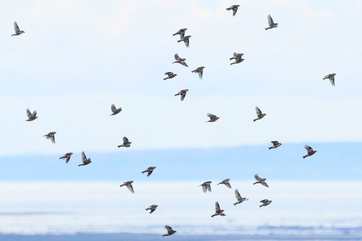 White-winged Crossbill - ML644105682