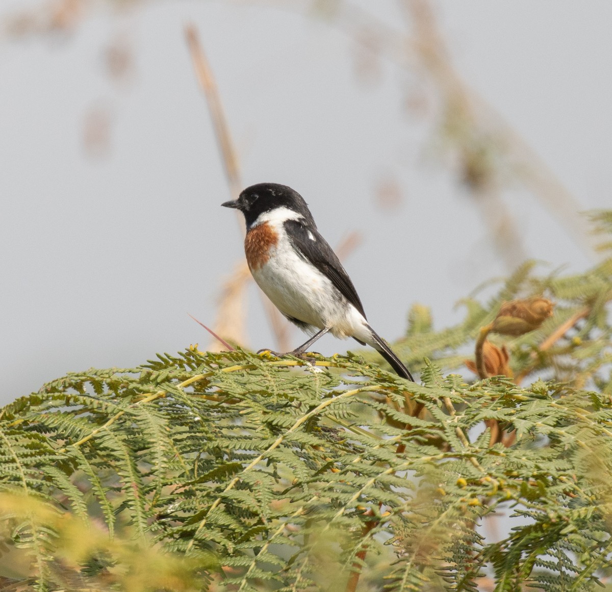 African Stonechat - ML644105710