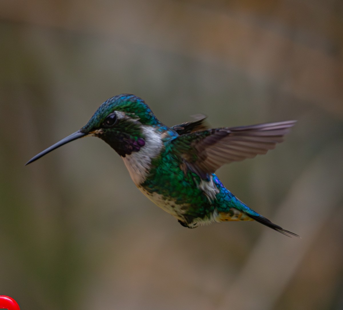 Colibrí de Mulsant - ML644105725