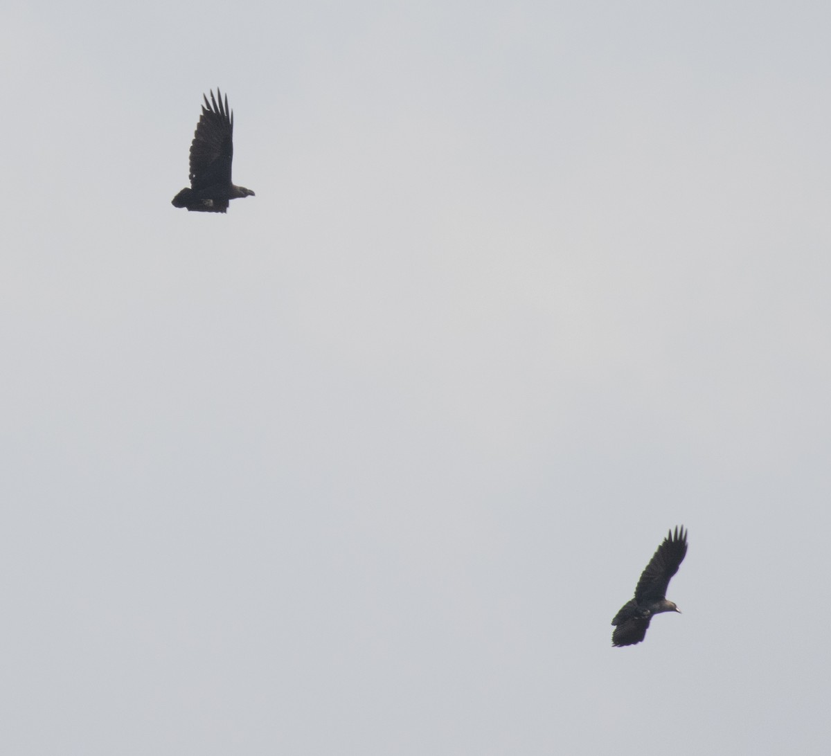 White-necked Raven - ML644105726