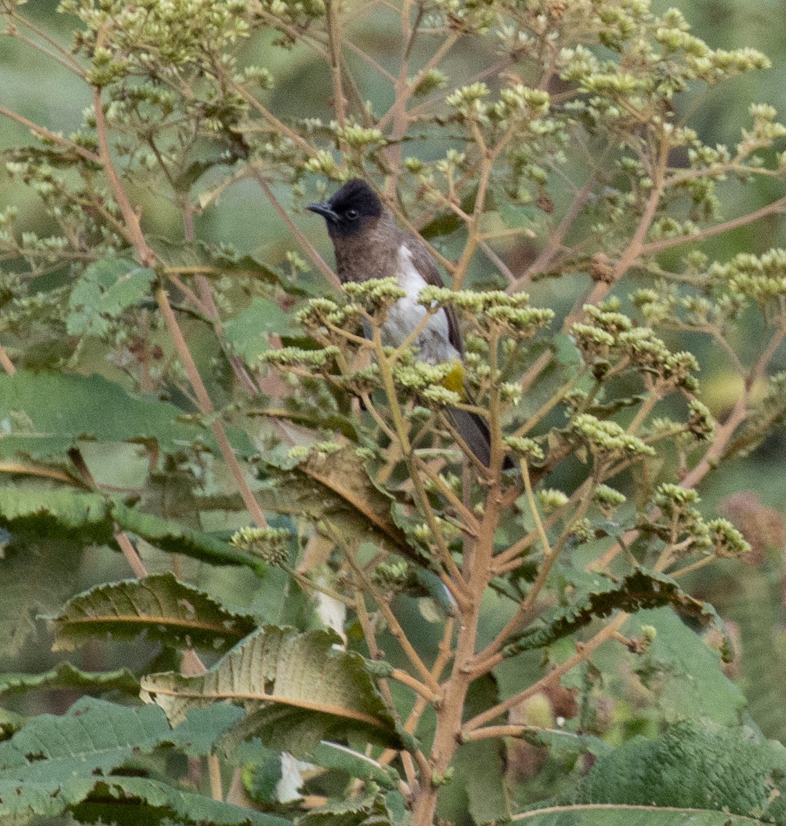 Common Bulbul - ML644105736