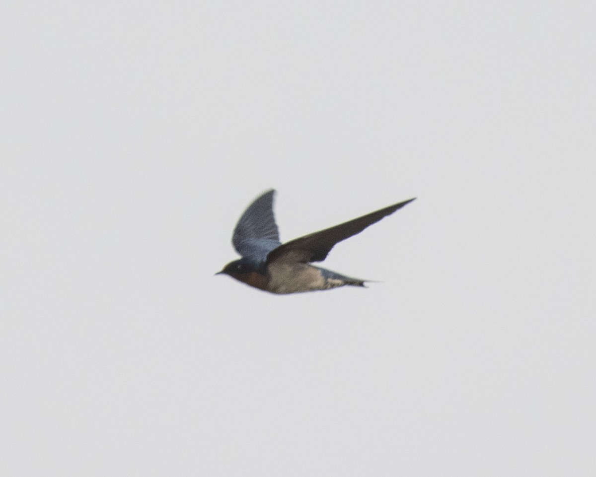 Angola Swallow - ML644105741