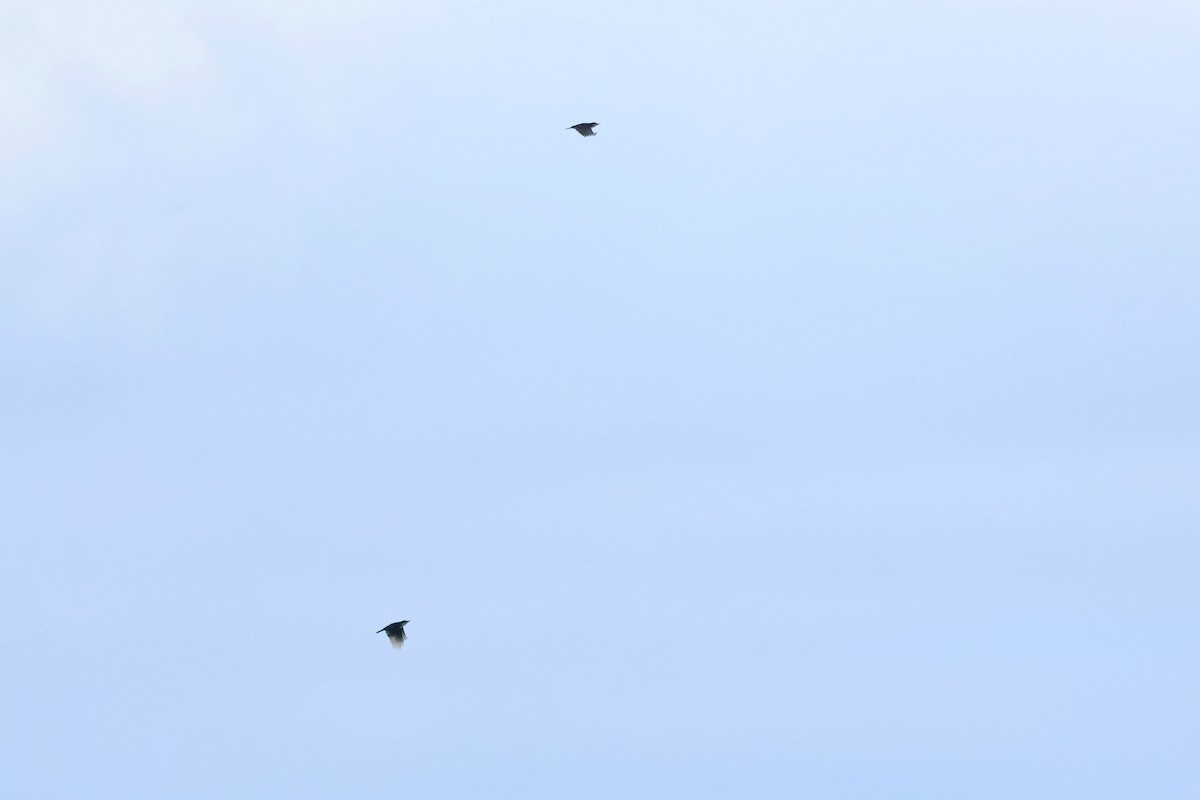 Black-backed Woodpecker - ML644105745