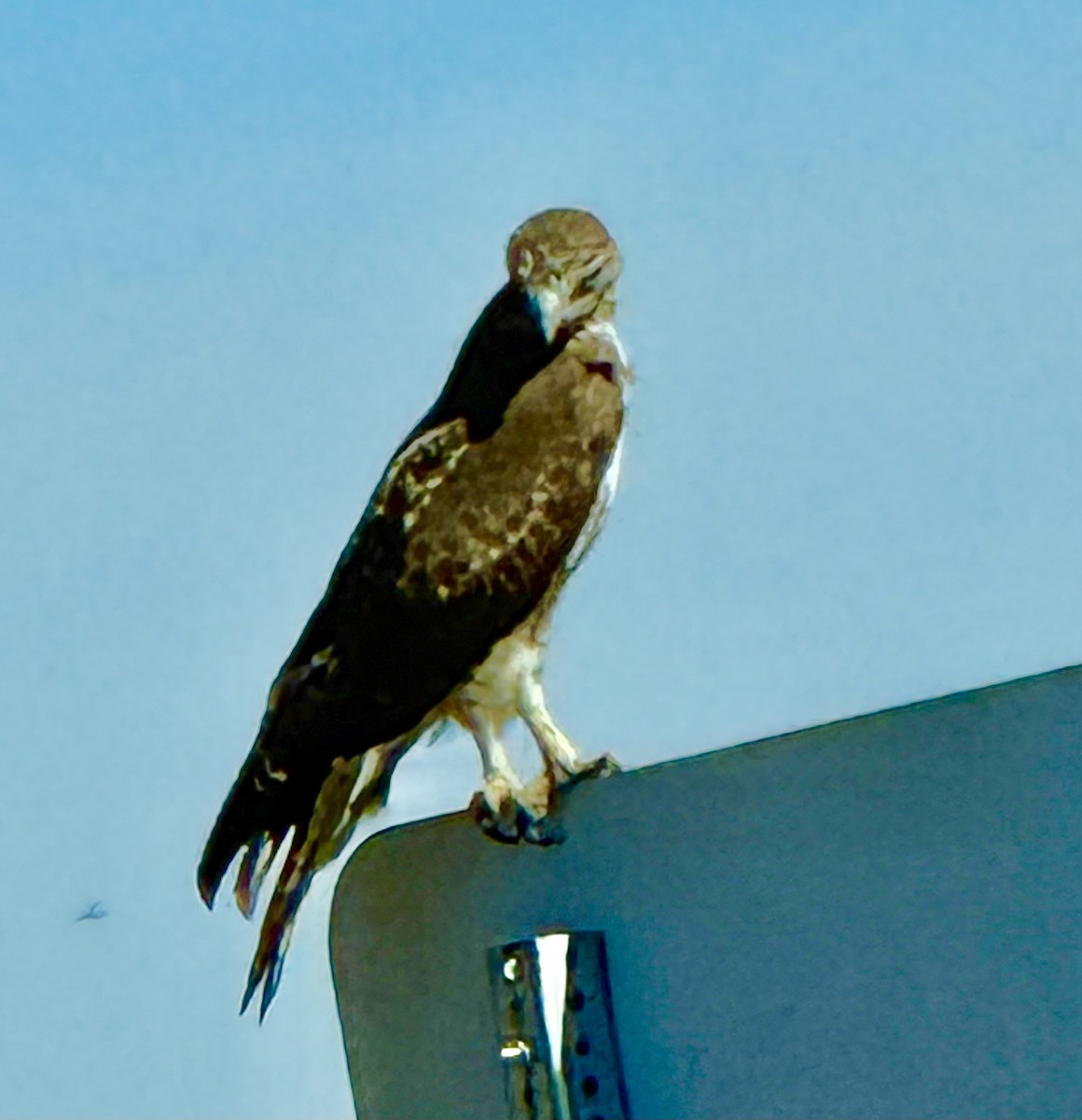 Red-tailed Hawk - ML644105757