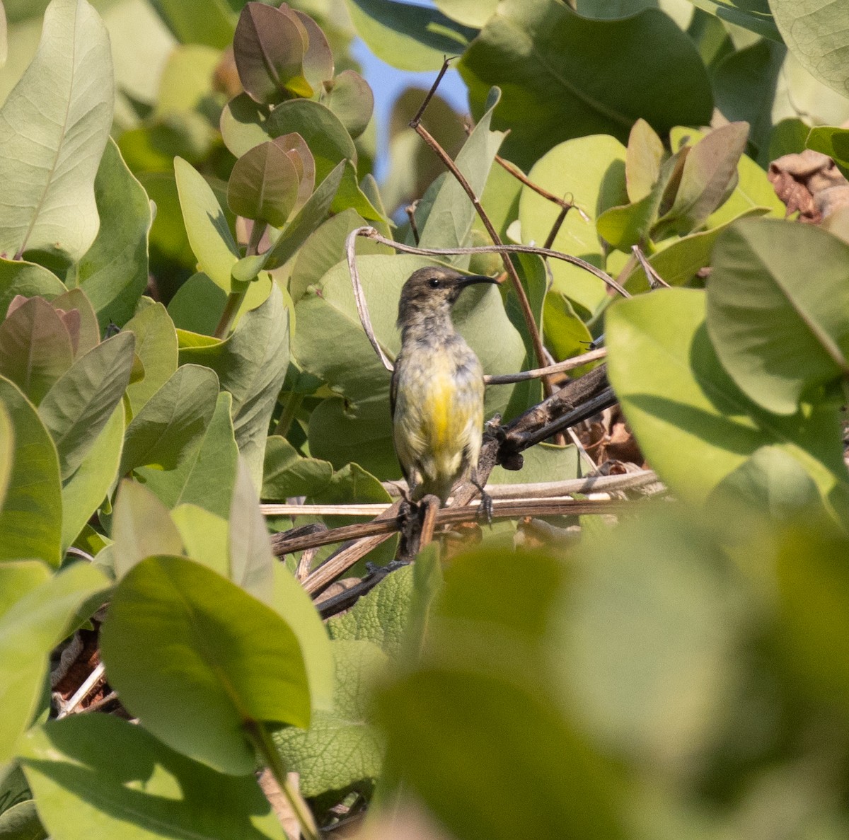 sunbird sp. - ML644105763