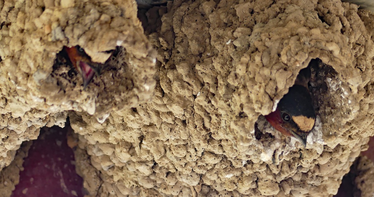 Golondrina Risquera - ML644105766