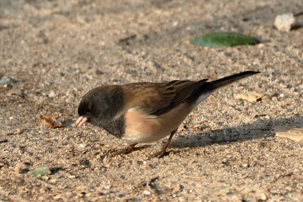 Junco ardoisé (groupe oreganus) - ML644105783