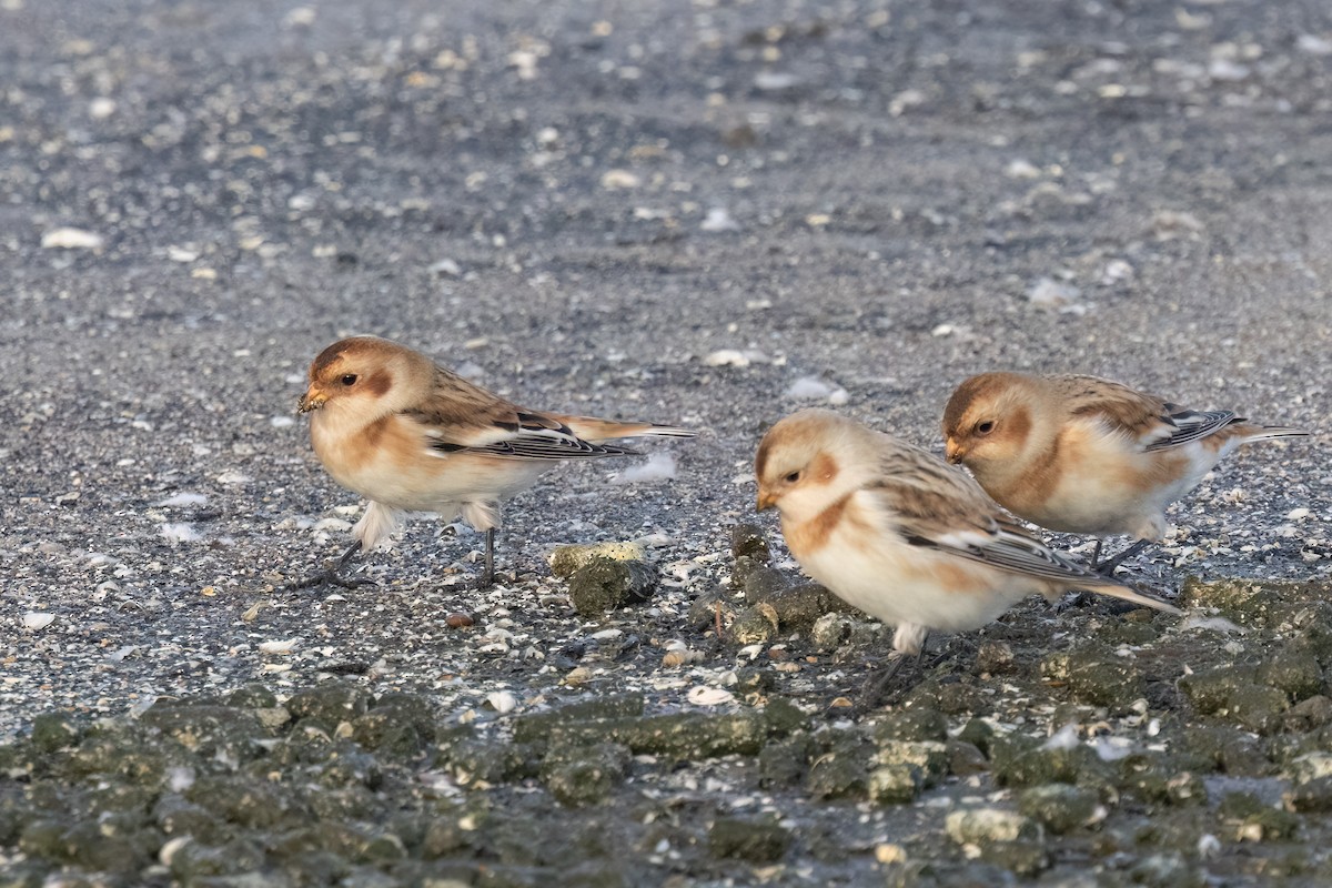 Snow Bunting - ML644105787