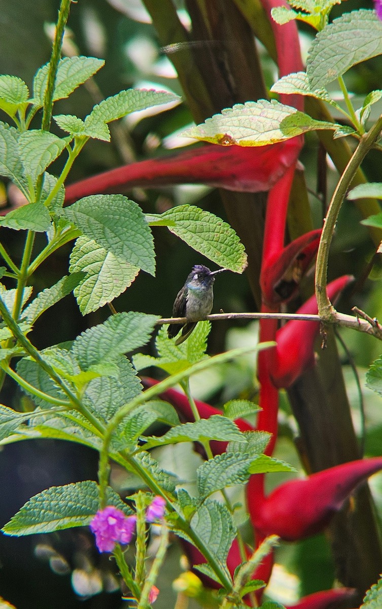 Violet-headed Hummingbird - ML644105788