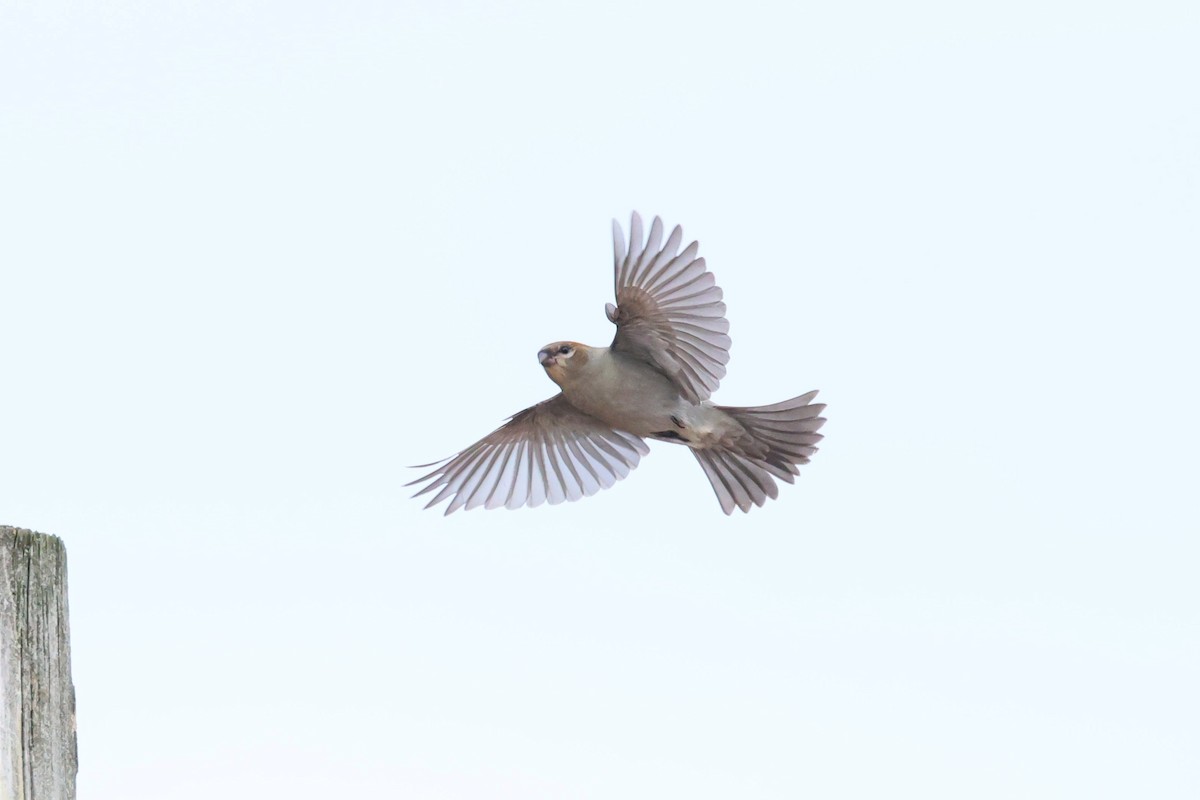 Pine Grosbeak - ML644105809