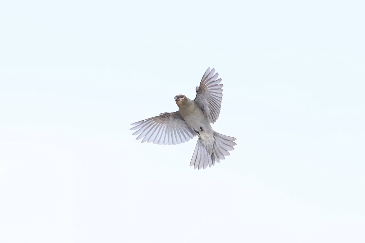 Pine Grosbeak - ML644105810
