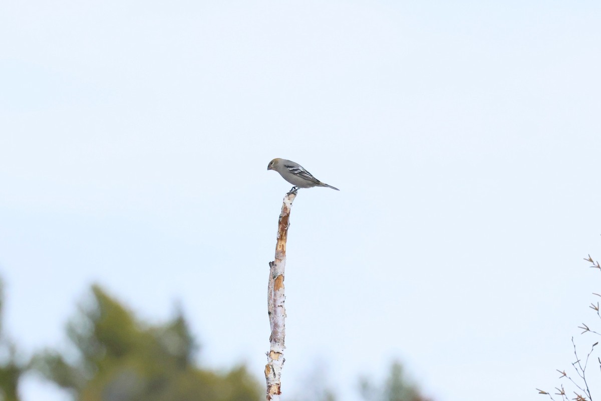 Pine Grosbeak - ML644105811