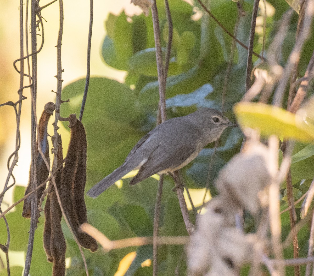 White-eyed Slaty-Flycatcher - ML644105813