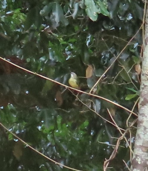 Fairy Gerygone - ML644105822