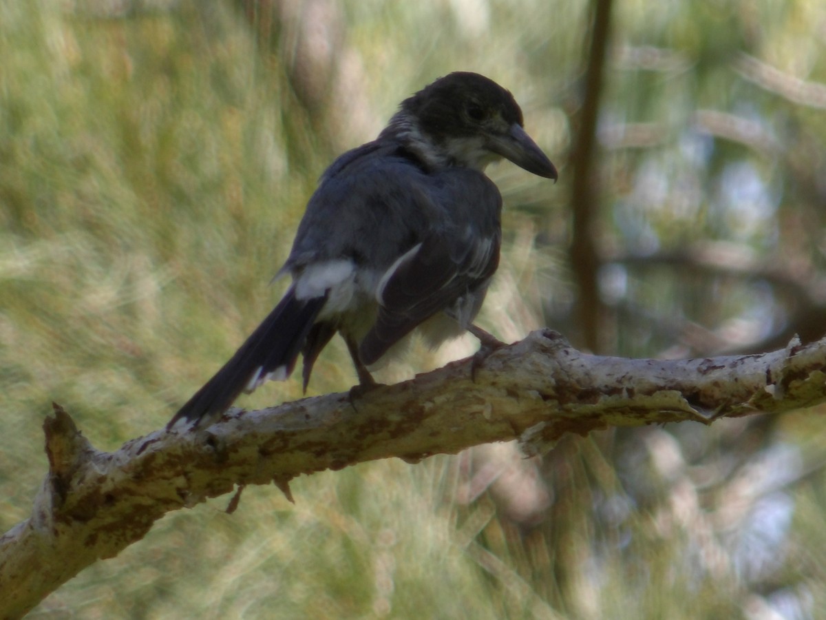 Gray Butcherbird - ML644105831