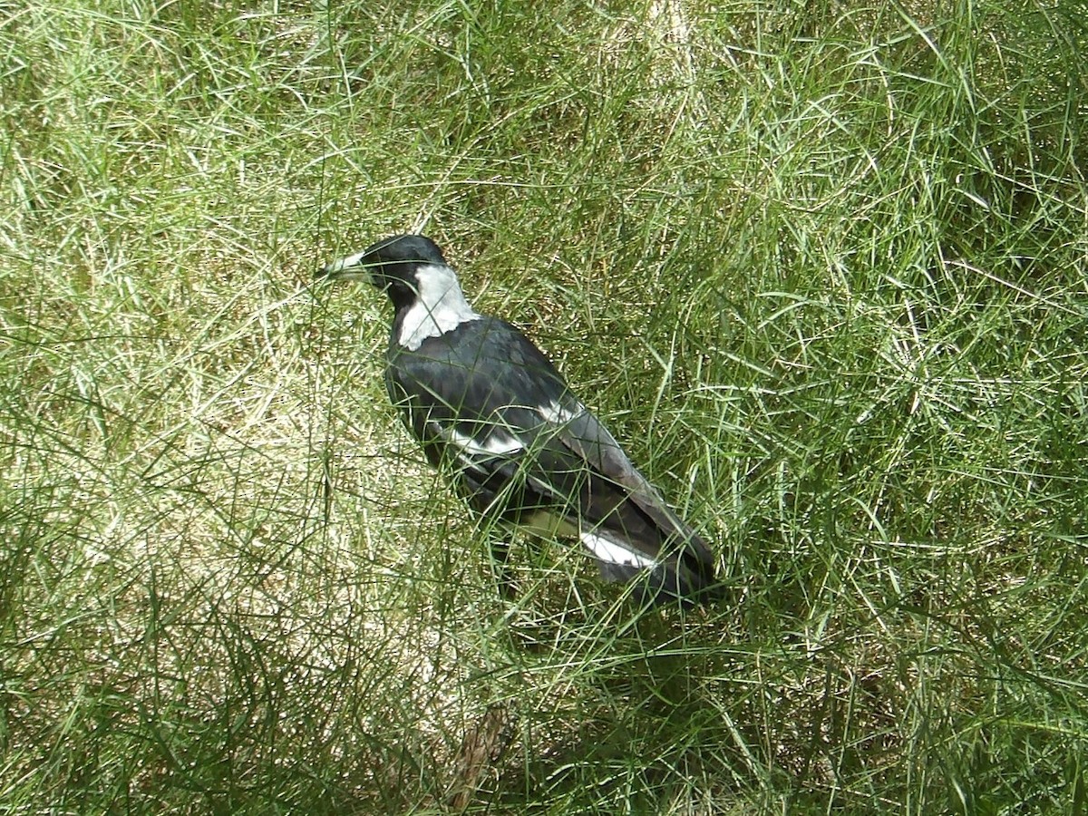 Australian Magpie - ML644105849