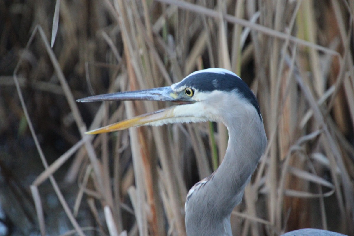 volavka velká - ML644105869