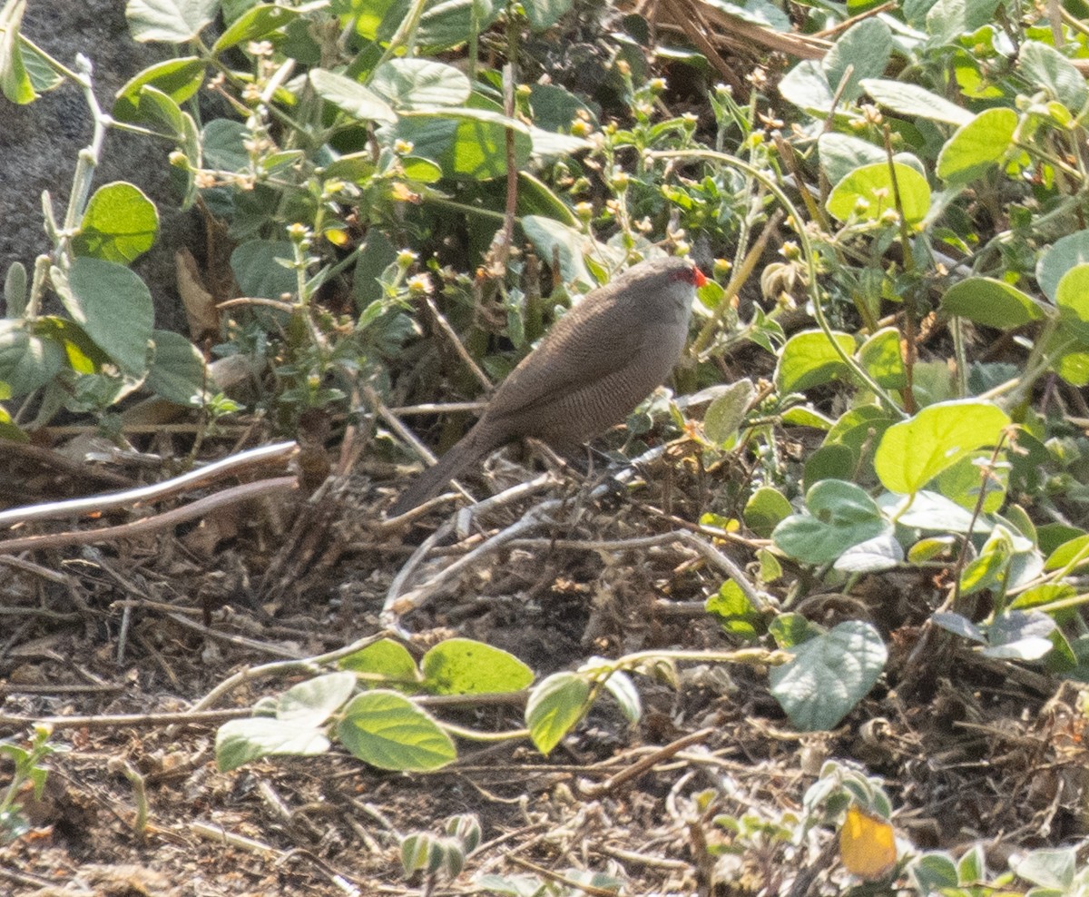 Common Waxbill - ML644105870