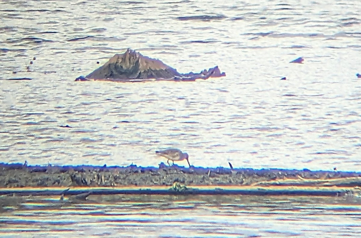 slukovec dlouhozobý - ML644105880