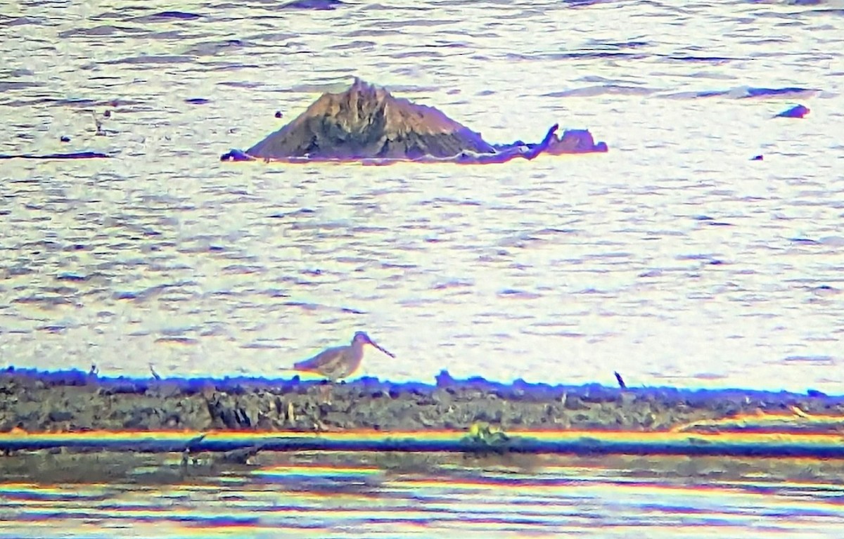 slukovec dlouhozobý - ML644105881