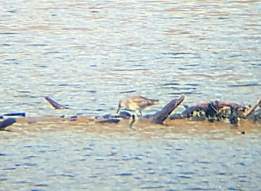 slukovec dlouhozobý - ML644105882