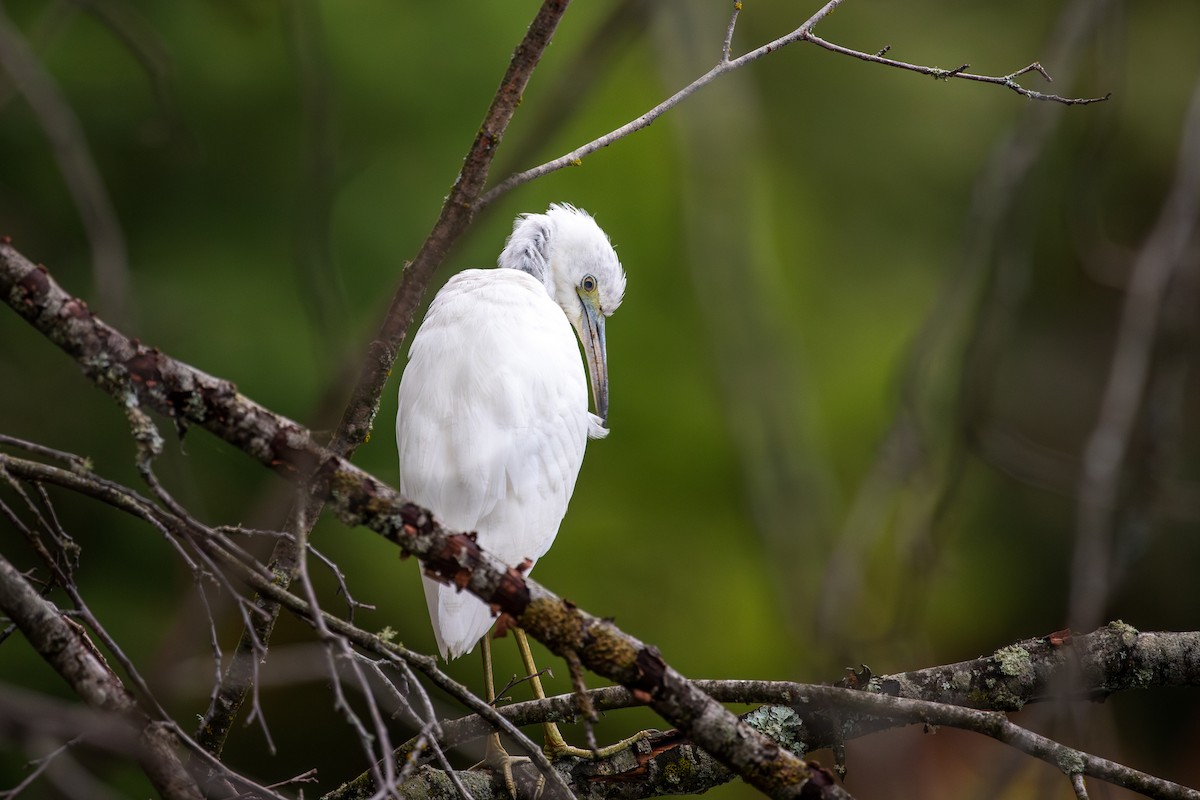 Mavi Balıkçıl - ML644105884